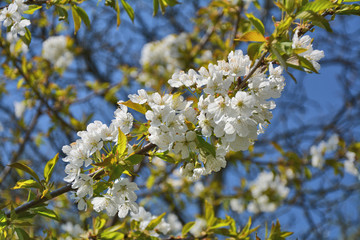 Cherry blossom tree