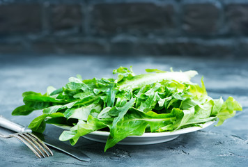 rucola