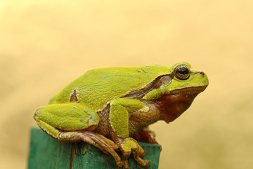 tree frog profile view