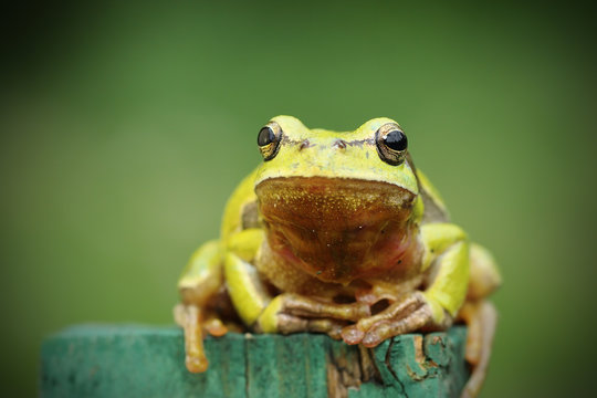 tree frog looking at camera