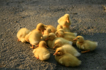 little ducklings
