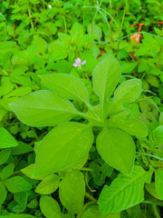 Green leaf flower background, green leaves and flowers as natural background, Flower plant with green leaves with transparent drops of dew on a grass background