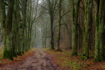 Fototapeta premium Autumn