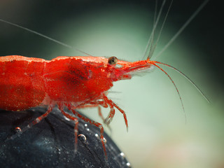 Portrait of a beautiful red freshwater shrimp