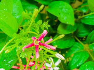 Green leaf flower background, green leaves and flowers as natural background, Flower plant with green leaves with transparent drops of dew on a grass background