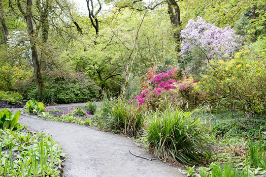 Clyne Gardens in Swansea, Wales.  Spring garden with azaleas and trees