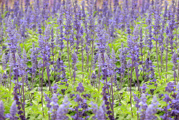 Lavender flowers background. Nature background.