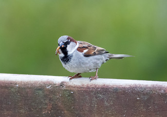 Male house sparrow with insect in his mouth
