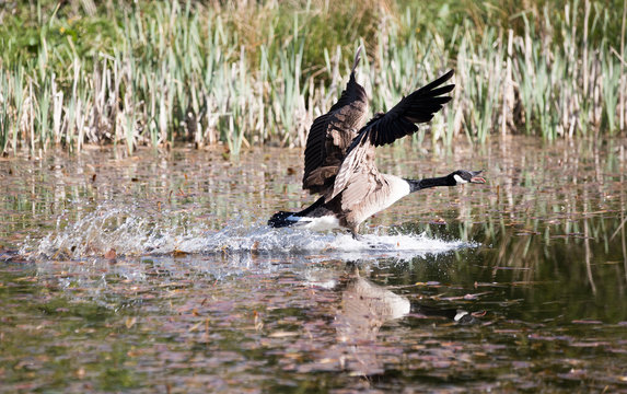 Canada Goose landing on water with tongue out