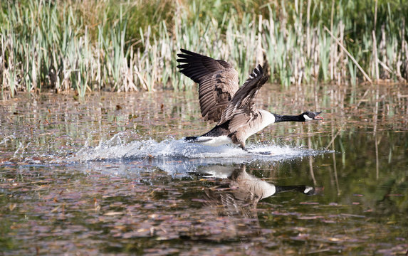Canada Goose landing on water with tongue out