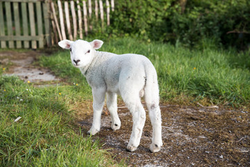 Cute lamb walking up the garden path