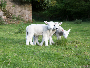 Obraz na płótnie Canvas Three young lambs stood together in a farmers field