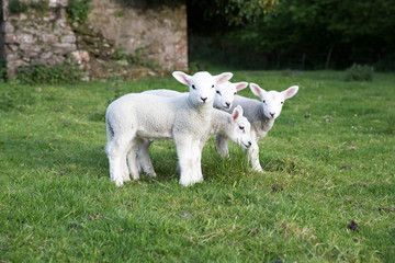 Obraz premium Four young lambs stood together ina field of grass