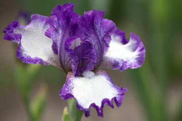 Iris japonica