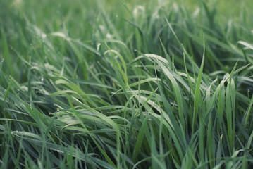 Grass on the field as a background. Agricultural composition in the summer time