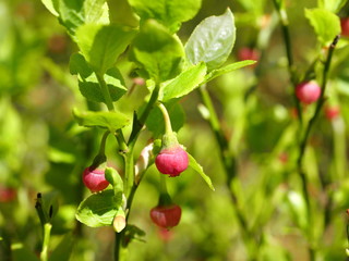 blueberry  red flower