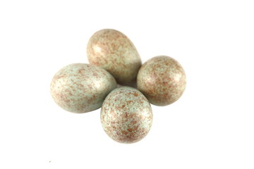 Fototapeta premium black bird egg