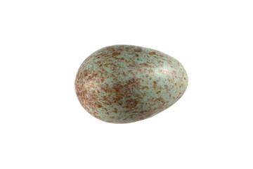 black bird egg