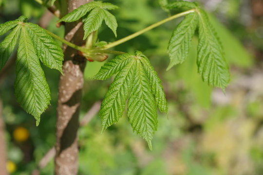 fresh leaves  chestnut