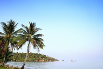 Fototapeta na wymiar Coconut trees on seascape