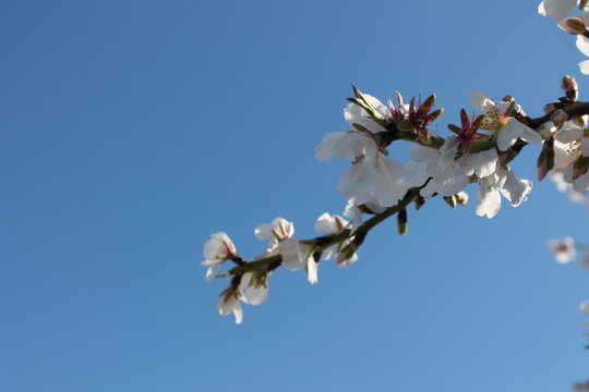 Almendro