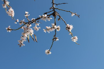 Almendro