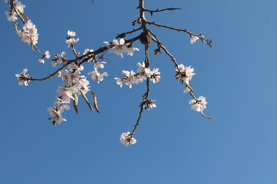 Almendro