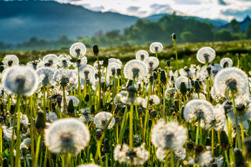 Bloated dandelions on a green meadow