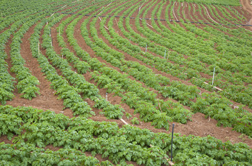 potato field on Gran Canaria