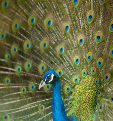 Fototapeta na wymiar common male peacock displaying