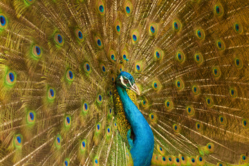 common male peacock displaying