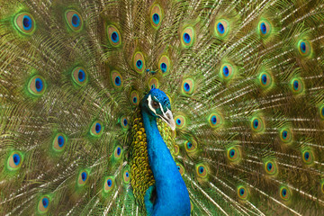 common male peacock displaying