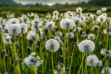 Bloated dandelions on a green meadow