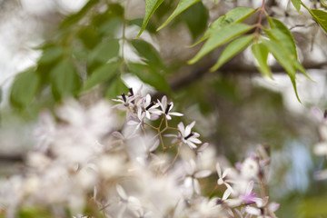 flowering  chinaberry tree background