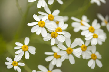 flora of Gran Canaria - Gonospermum ferulaceum