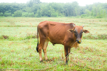 animal red calf child cow of Thai farm.