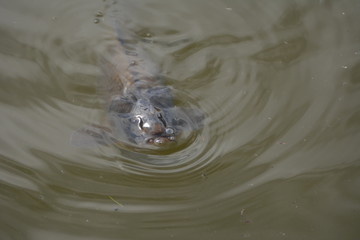 Hungry salmon asking for food