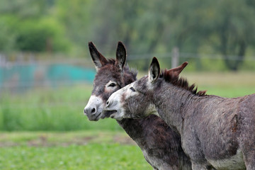Naklejka na ściany i meble Donkeys in green field, one seeming to kiss the other's cheek