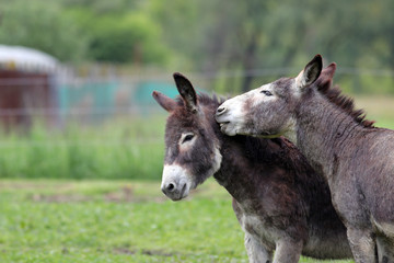 Donkeys in green field, one seeming to whisper in another's ear