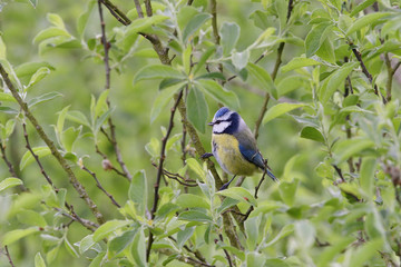 Blaumeise bei der Futtersuche