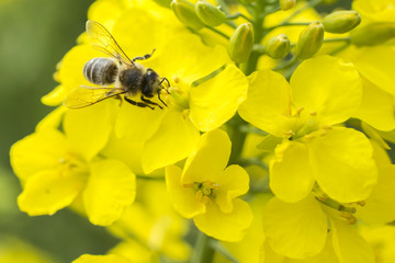 pszczoła na kwiatku