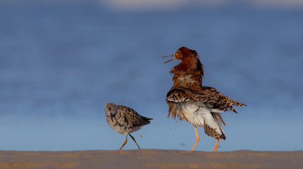 Philomachus pugnax / Calidris pugnax - Ruff
