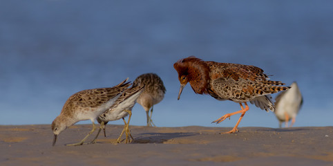 Philomachus pugnax / Calidris pugnax - Ruff