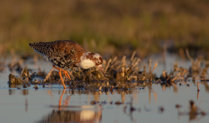 Philomachus pugnax / Calidris pugnax - Ruff