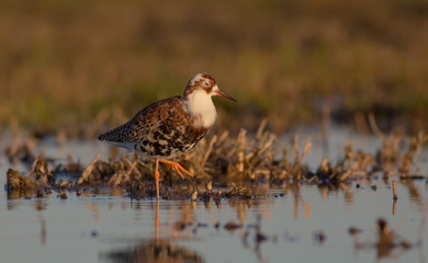 Philomachus pugnax / Calidris pugnax - Ruff
