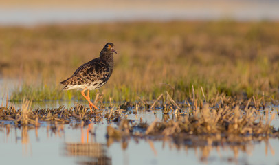 Philomachus pugnax / Calidris pugnax - Ruff