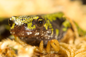 Salamandra