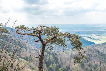 Obraz premium Drzewo w Blatnicy