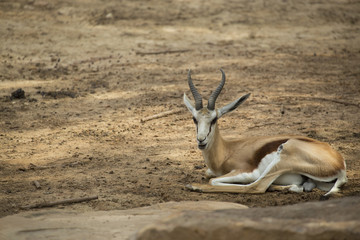 antelope.