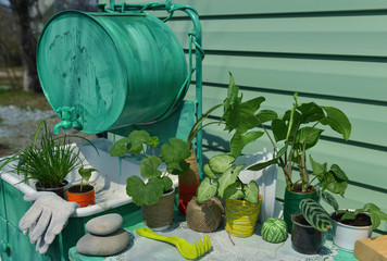 Still life with garden plants, objects and tools